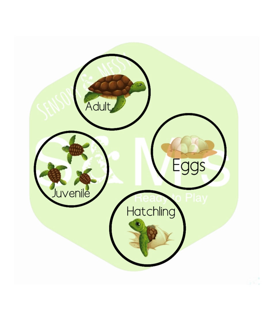 Cycle stones - Turtle