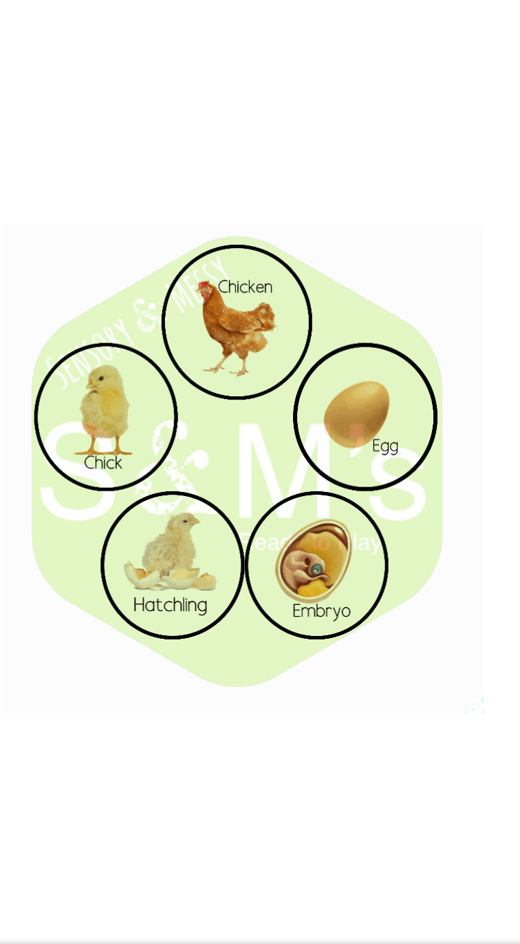 Cycle stones - chicken