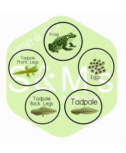 Cycle stones - Frog