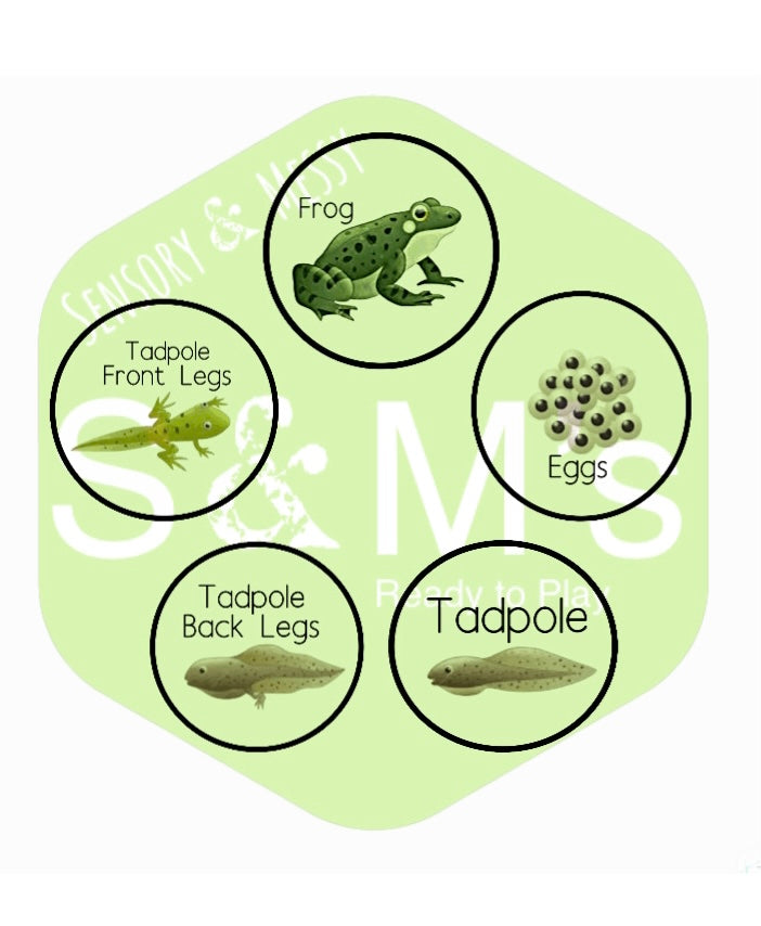 Cycle stones - Frog